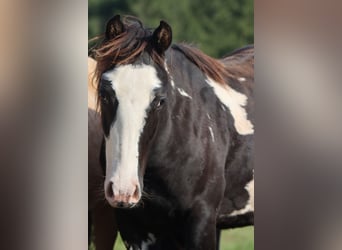 Paint Horse, Wallach, 1 Jahr, 150 cm, Overo-alle-Farben