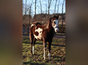 Paint Horse, Wallach, 1 Jahr, 150 cm, Overo-alle-Farben