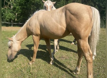 Paint Horse, Wallach, 1 Jahr, 150 cm, Palomino