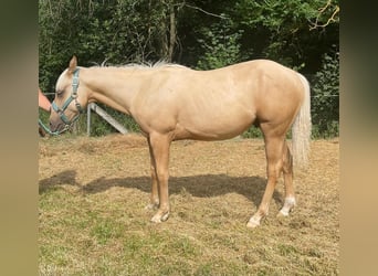 Paint Horse, Wallach, 1 Jahr, 150 cm, Palomino