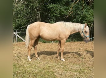 Paint Horse, Wallach, 1 Jahr, 150 cm, Palomino