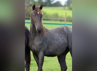 Paint Horse, Wallach, 1 Jahr, 150 cm, Roan-Blue