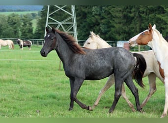 Paint Horse, Wallach, 1 Jahr, 150 cm, Roan-Blue