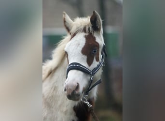 Paint Horse, Wallach, 1 Jahr, 150 cm, Tovero-alle-Farben