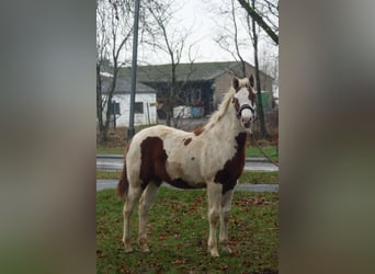 Paint Horse, Wallach, 1 Jahr, 150 cm, Tovero-alle-Farben