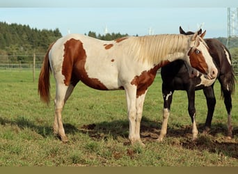 Paint Horse, Wallach, 1 Jahr, 150 cm, Tovero-alle-Farben