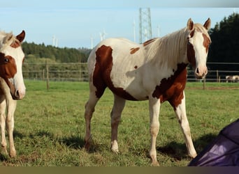 Paint Horse, Wallach, 1 Jahr, 150 cm, Tovero-alle-Farben