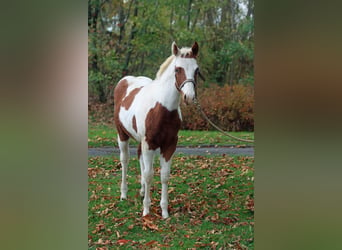 Paint Horse, Wallach, 1 Jahr, 152 cm, Tovero-alle-Farben
