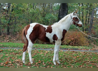 Paint Horse, Wallach, 1 Jahr, 152 cm, Tovero-alle-Farben