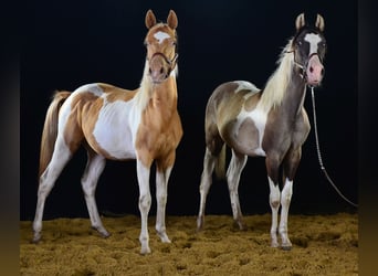 Paint Horse, Wallach, 1 Jahr, 155 cm, Tobiano-alle-Farben