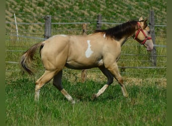 Paint Horse, Wallach, 1 Jahr, 156 cm, Champagne