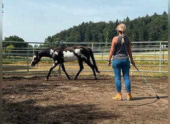 Paint Horse, Wallach, 20 Jahre, 148 cm, Overo-alle-Farben