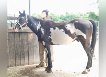Paint Horse, Wallach, 20 Jahre, 148 cm, Overo-alle-Farben