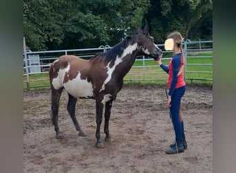 Paint Horse, Wallach, 20 Jahre, 148 cm, Overo-alle-Farben
