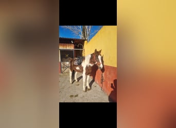 Paint Horse, Wallach, 23 Jahre