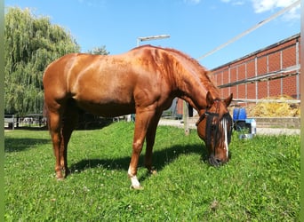 Paint Horse, Wallach, 25 Jahre, 160 cm, Fuchs