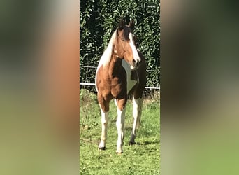 Paint Horse, Wallach, 27 Jahre, 150 cm, Tobiano-alle-Farben