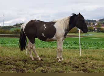 Paint Horse Mix, Wallach, 2 Jahre, 142 cm, Grullo