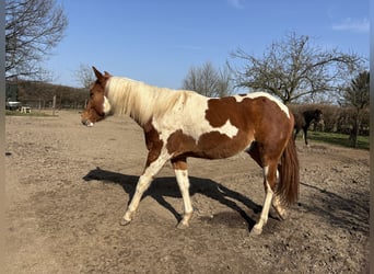 Paint Horse, Wallach, 2 Jahre, 146 cm, Schecke