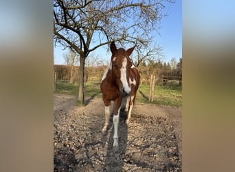 Paint Horse, Wallach, 2 Jahre, 146 cm, Schecke