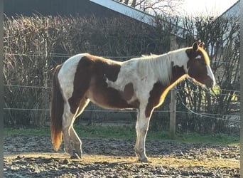 Paint Horse, Wallach, 2 Jahre, 146 cm, Schecke