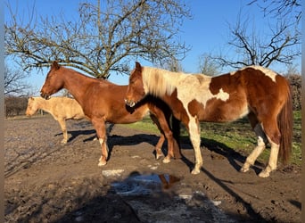 Paint Horse, Wallach, 2 Jahre, 146 cm, Schecke