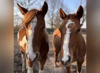 Paint Horse, Wallach, 2 Jahre, 146 cm, Schecke