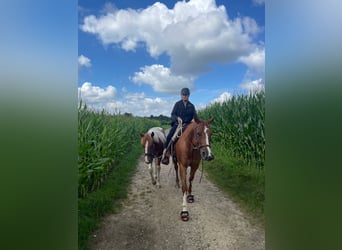 Paint Horse, Wallach, 2 Jahre, 146 cm, Schecke