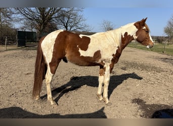 Paint Horse, Wallach, 2 Jahre, 146 cm, Schecke