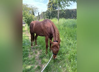 Paint Horse, Wallach, 2 Jahre, 147 cm, Fuchs