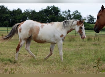 Paint Horse, Wallach, 2 Jahre, 150 cm, Overo-alle-Farben