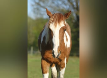 Paint Horse, Wallach, 2 Jahre, 150 cm, Overo-alle-Farben