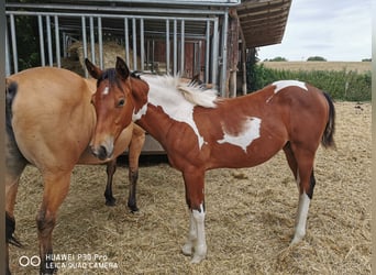 Paint Horse, Wallach, 2 Jahre, 150 cm, Schecke
