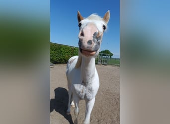 Paint Horse, Wallach, 2 Jahre, 150 cm, Schecke