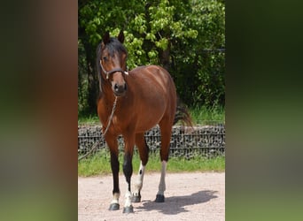 Paint Horse, Wallach, 2 Jahre, 150 cm, Schecke