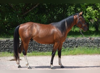 Paint Horse, Wallach, 2 Jahre, 150 cm, Schecke