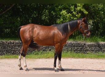 Paint Horse, Wallach, 2 Jahre, 150 cm, Schecke