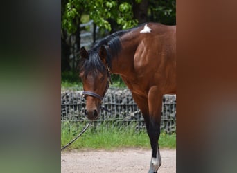 Paint Horse, Wallach, 2 Jahre, 150 cm, Schecke