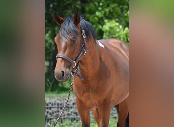 Paint Horse, Wallach, 2 Jahre, 150 cm, Schecke