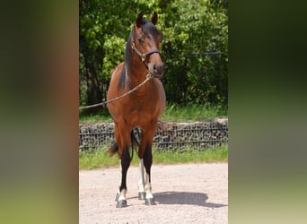 Paint Horse, Wallach, 2 Jahre, 150 cm, Schecke