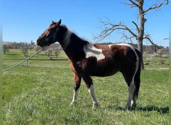 Paint Horse, Wallach, 2 Jahre, 150 cm, Schecke