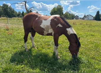 Paint Horse, Wallach, 2 Jahre, 150 cm, Schecke