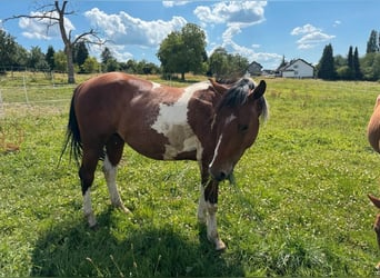 Paint Horse, Wallach, 2 Jahre, 150 cm, Schecke