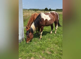 Paint Horse, Wallach, 2 Jahre, 150 cm, Schecke