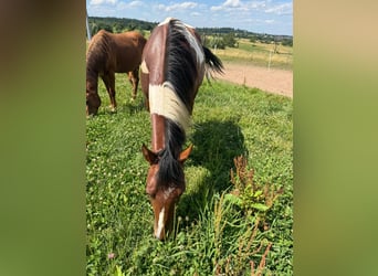 Paint Horse, Wallach, 2 Jahre, 150 cm, Tobiano-alle-Farben