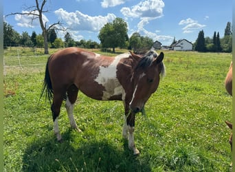 Paint Horse, Wallach, 2 Jahre, 150 cm, Tobiano-alle-Farben