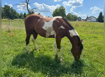 Paint Horse, Wallach, 2 Jahre, 150 cm, Tobiano-alle-Farben