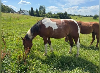 Paint Horse, Wallach, 2 Jahre, 150 cm, Tobiano-alle-Farben