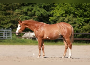 Paint Horse, Wallach, 2 Jahre, 151 cm, Overo-alle-Farben