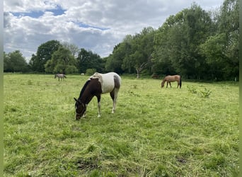 Paint Horse, Wallach, 2 Jahre, 152 cm, Tobiano-alle-Farben
